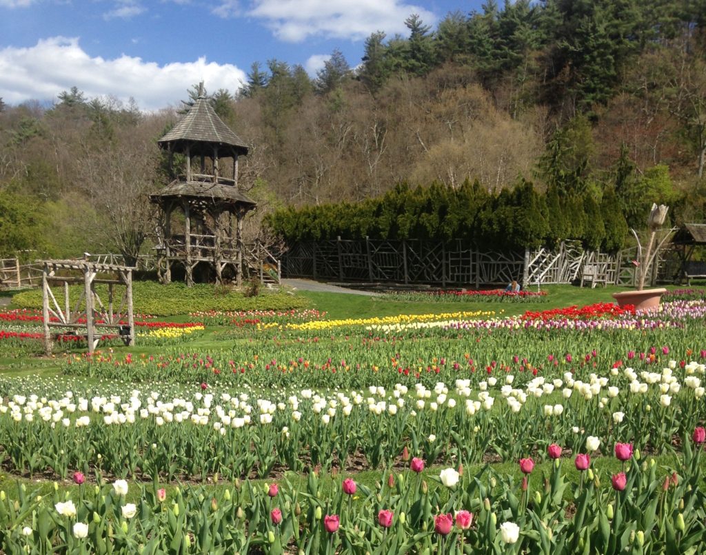 white, yellow, red and pink tulips near a rustic tower and hedge maze at Mohonk Mountain House
