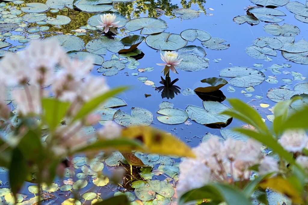 Lily Pond